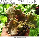 レタス苗 マザーレッド 5ポットセット レッドリーフレタス