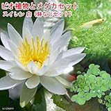 charm(チャーム) (ビオトープ/睡蓮) ビオ植物とメダカセット 睡蓮(スイレン) 白 鉢なしセット 【生体】