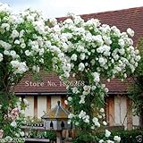 Mix Climbing Rose Seeds, WHITE FLOWERS seeds , Perennials , fence, pillar, shed garden decoration fl