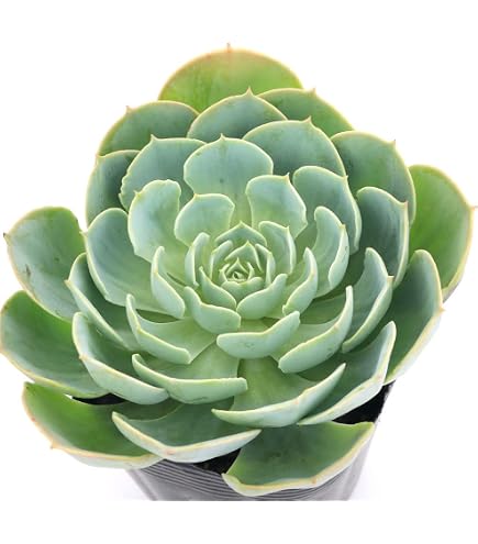 Amazon.co.jp: 七福神 多肉植物 : DIY・工具・ガーデン