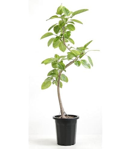 Amazon｜PURIZA 観葉植物 フィカス アルテシマ ストレート 8号鉢 120cm