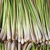 2016盆栽野菜の種子100個/ロットレモングラスCitratusレモングラスオイルシトロネラNardus種子撥クックハーブティー