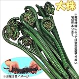 国華園　山菜苗　大株オニヒカゲワラビ　2株【※発送が国華園からの場合のみ正規品です】