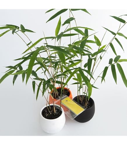Amazon.co.jp: 庭木：ホテイチク（布袋竹）* （ポット植え） 大株 樹高