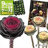 国華園　ケース花苗 葉牡丹高性ミックス(無選別) 48株【※発送が国華園からの場合のみ正規品です】