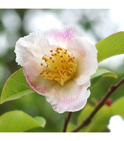 Amazon.co.jp: シャラの木 沙羅ピンク花 夏椿苗 沙羅の木 : DIY・工具