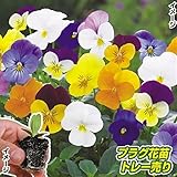 国華園　プラグ花苗 ビオラフローラルパワーミックス(70本入・花色無選別)【※発送が国華園からの場合のみ正規品です】