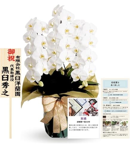 板付け 原種胡蝶蘭 シレリアナ シルバーリーフ Phal 洋蘭 Amazon.co.jp: 板付け 原種胡蝶蘭 シレリアナ シルバーリーフ Phal 洋