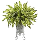 Aglaonema with Metal Planter