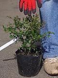 プリペット H：0.2m苗木（プリペット玉） 庭木 常緑樹 生垣 目隠し