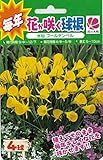 毎年花が咲く球根 水仙 ゴールデンベル 4球