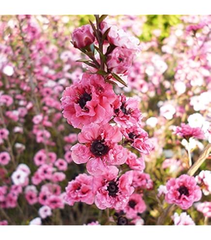 Amazon｜観葉植物：ギョリュウバイ*御柳梅 5号 プラポット｜観葉植物