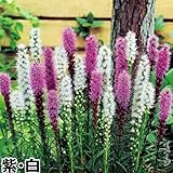 国華園　春植え球根 リアトリス スピカタ 紫・白セット 2色60球(各30球)【※発送が国華園からの場合のみ正規品です】