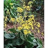 【ノーブランド品】ツワブキ/10.5cmポット/