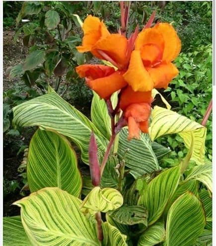 Amazon｜カンナ シュトゥットガルト｜観葉植物 オンライン通販