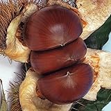 国華園　果樹苗　クリ　石鎚　1株【※発送が国華園からの場合のみ正規品です】