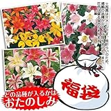 国華園　球根　8月咲ユリ福袋　15球【※発送が国華園からの場合のみ正規品です】