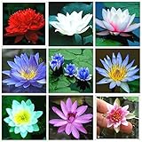 lotus seeds, lotus water lily seeds, water lily flower, 10 particle / pack Bowl lotus seeds Light Ye