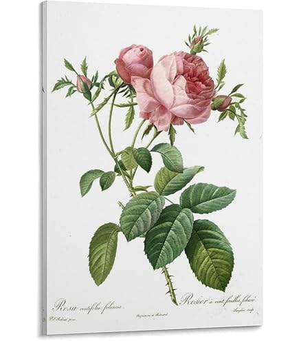 ルドゥーテ　大型アートパネル Amazon.co.jp: Pierre-Joseph Redoutéピエール＝ジョゼフ