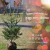 本物のクリスマスツリー もみの木 ウラジロモミ 特等苗庭木 モミノキ