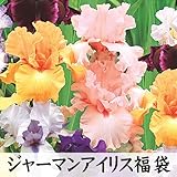 国華園　ジャーマンアイリス　福袋　10株 (品種見計らい・名称付き)【※発送が国華園からの場合のみ正規品です】