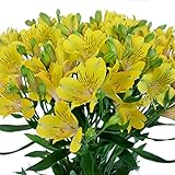 アルストロメリア 切花 一級品 70cm（花5個・蕾5個付き）×10本入り (黄色)