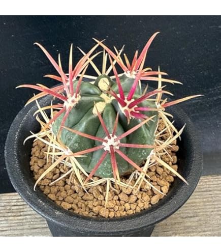 Amazon｜サボテン：フェロカクタス 赤刺金冠竜*☆赤松実生｜観葉