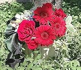 プリザーブドフラワー 花 Scarlet 赤い ガーベラ と 赤い バラ アレンジ