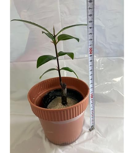 Amazon｜マングローブ オヒルギ 発根あり 苗 観葉植物 海干潟 水槽