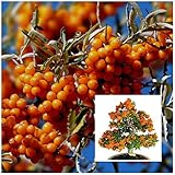 50シーバックソーンの種子に成長するのは簡単コールドハーディのHippophae Rhamnoidesフルーツ風景盆栽