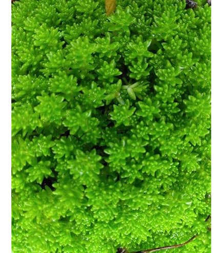 完売　　森で完全野生化！【朧月＊森村万年草】インドの可愛い鉢植え＊大小セットで！ 完売 森で完全野生化！【朧月＊森村万年草】インドの可愛い鉢植え