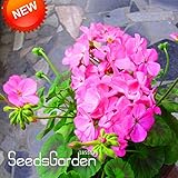 ベストセラー！20個/パックディープピンク単弁ゼラニウムの種子多年生の花の種ペラルゴニウムゾナール種子を、＃5HCL1K