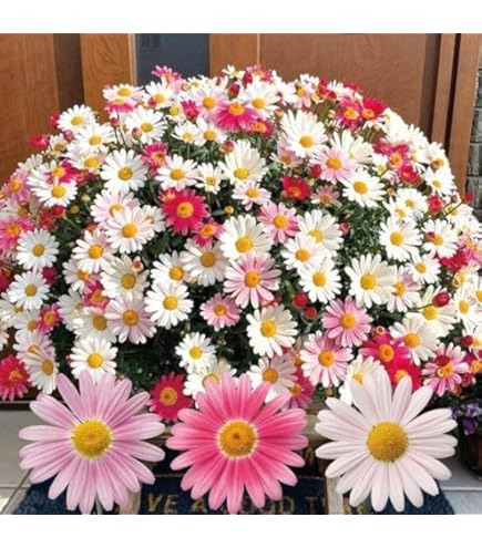 Amazon.co.jp: 花苗 マーガレット ストロベリーホイップ PVP 2株 / 国