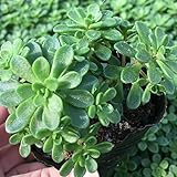 国華園 多肉植物 アエオニウム 小人の祭り 1株【※発送が国華園からの場合のみ正規品です】