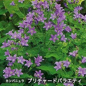Amazon カンパニュラ ベルフラワー プリチャードバラエティ ポット苗 宿根草 苗 多年草 耐寒性 日陰 花