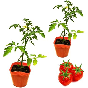 Amazon.co.jp 売れ筋ランキング: 野菜の苗 の中で最も人気のある商品です