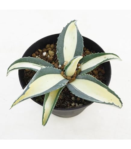 Amazon.co.jp: 多肉植物 吉祥天錦 アガベ パリー ホーチエンシス