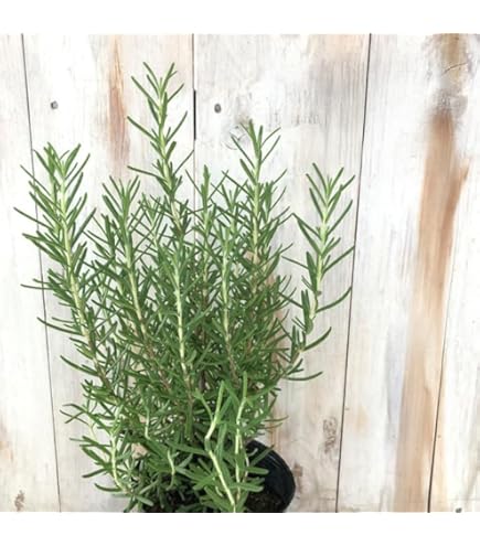 Amazon | ローズマリー 苗 【プロストラタス （半匍匐性タイプ ク