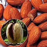 国華園　果樹苗　アーモンド　1株【※発送が国華園からの場合のみ正規品です】