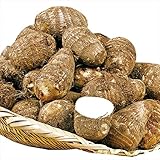 国華園　種いも　里いも　千葉産　土垂　10kg【※発送が国華園からの場合のみ正規品です】