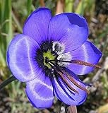 Geissorhiza splendidissima - Bokkeveld pride - 5 seeds