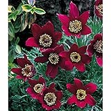 西洋オキナグサ（プルサティラ）：レッドベル（赤花）3号ポット 3株セット[大輪系の宿根草の苗] ノーブランド品