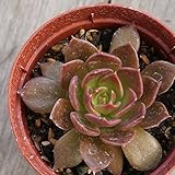 コムラサキ 古紫 7.5cmポット エケベリア アフィニス 福岡県産 多肉植物 多肉 観葉植物 インテリアグリーン 寄せ植えに