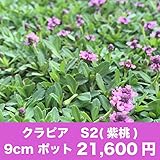 クラピア S2（紫桃）9cmポット 40鉢セット