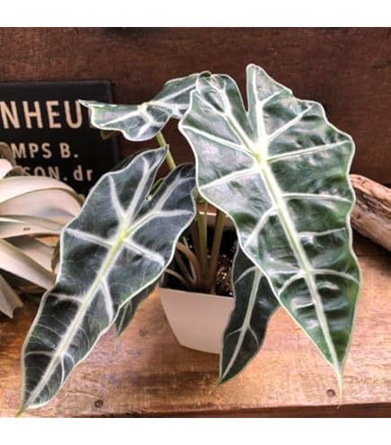 速達【アロカシア・シンポ　albo var.】芋 Secret Bazaar | _ 『 アロカシア・シンポ 斑入り 』 Alocasia