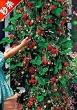 600 pcs Climbing strawberry seeds + rose seeds for gifts, Bonsai, flower potted plants, , DIY Home a
