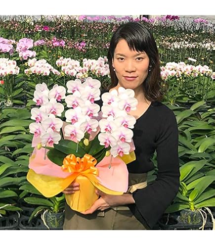 Amazon｜ボリューム少なめ 胡蝶蘭ブルージーン 1本立｜観葉植物