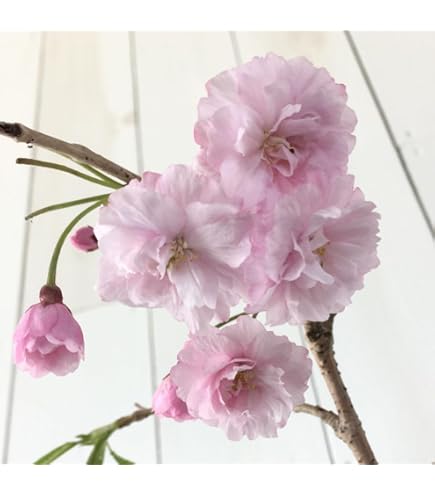 Amazon | 桜（サクラ）苗木 菊枝垂れ桜（キクシダレ） 接木1年生苗 | 花