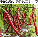 実生 辛とうがらし あじめコショウ（ドジョウコショウ）直径9cmポット苗３ポットセット