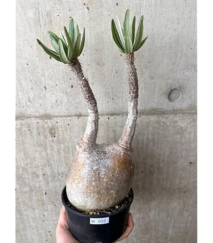 パキポディウムグラキリス　実生株③ パキポディウム グラキリス 実生3年